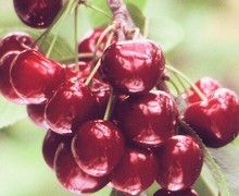%E8%8A%A6%E5%88%A5%E5%B8%82%E3%82%BD%E3%83%95%E3%83%8803.jpg