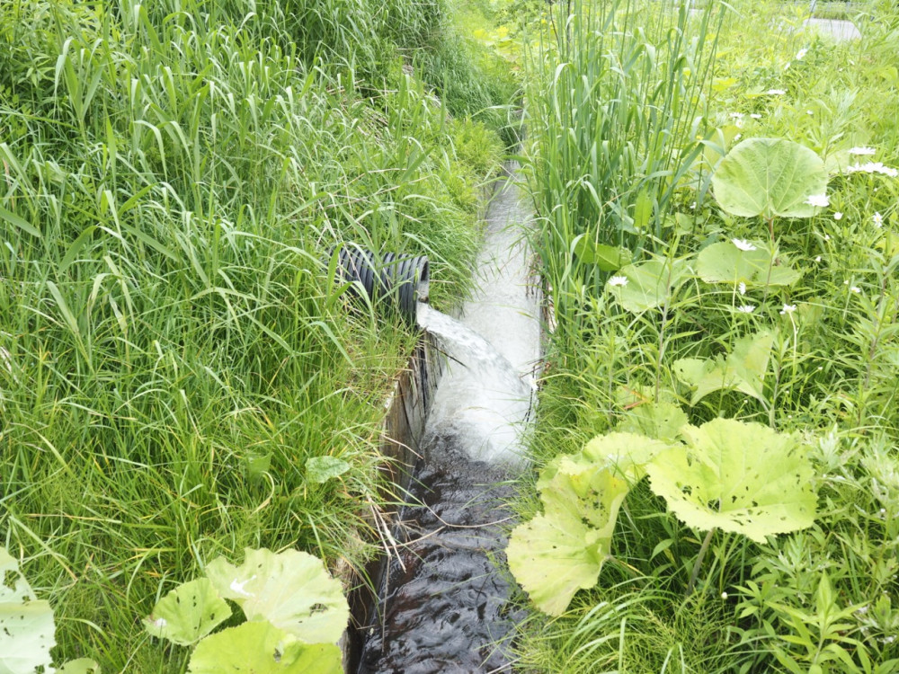 白く濁った湧き水