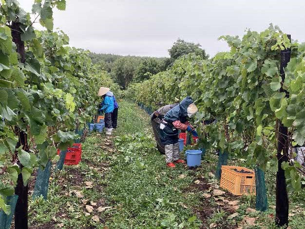 鶴沼シリーズ」の原料はここから！日本有数の面積を誇るブドウ畑