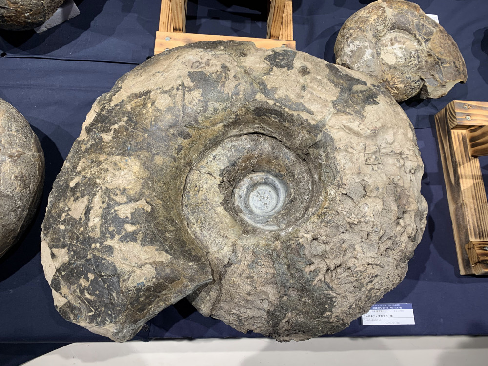 日本の化石 北海道三笠市幾春別川のアンモナイト密集母岩
