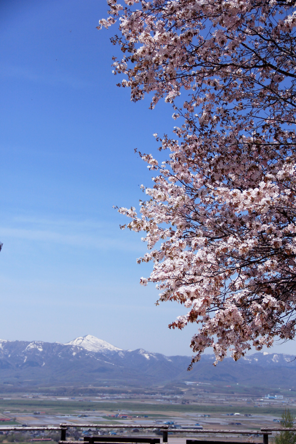 ゴールデンウイークは桜の名所「にわ山森林自然公園」へ！（北海道