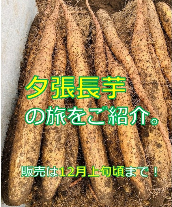 旬の食材登場！粘り・甘みが強い夕張長芋｜そらち・デ・ビュー - 札幌