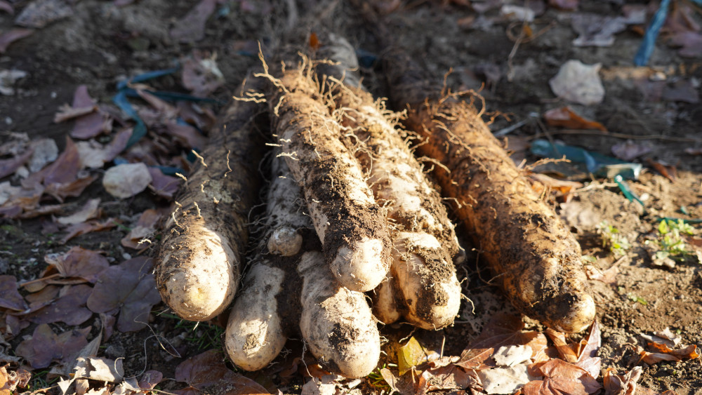 旬の食材登場！粘り・甘みが強い夕張長芋｜そらち・デ・ビュー - 札幌