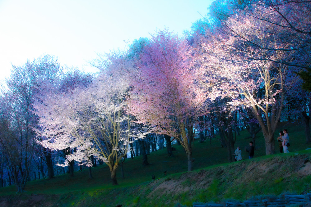 旭ヶ丘公園 芦別 トップ ペット同伴