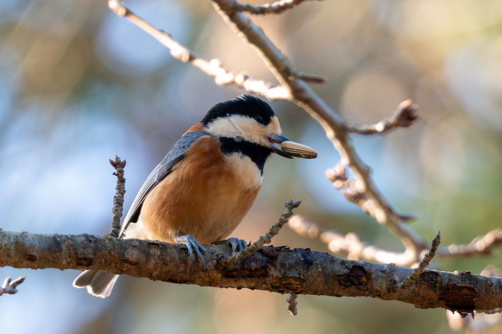 雪の妖精「シマエナガ」の遭遇ポイント、教えちゃいます！（北海道
