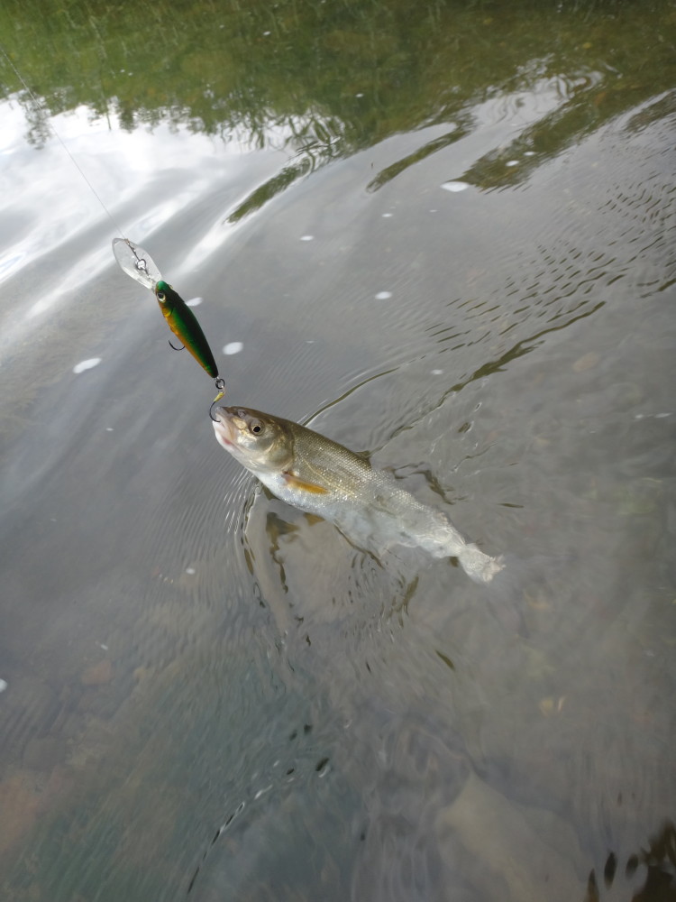 そらち いろんな川で釣ってみた。【石狩川水系 奈井江町】｜そらち・デ
