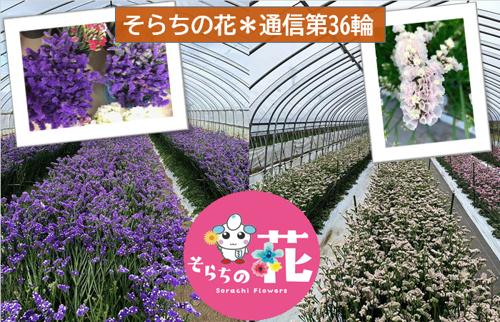 そらちの花＊通信 第36輪】 そらちのお花紹介 ～北育ち元気村