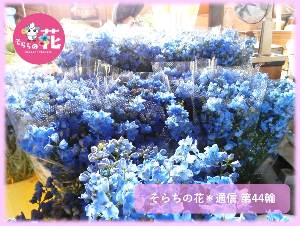 そらちの花＊通信 第44輪】そらちのお花紹介 ～JAたきかわ花き生産組合