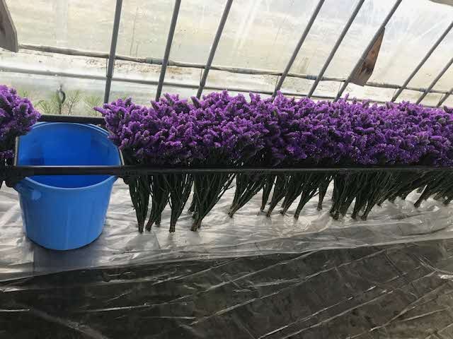 そらちの花＊通信 第57輪】スターチスの初出荷！～北育ち元気村花き