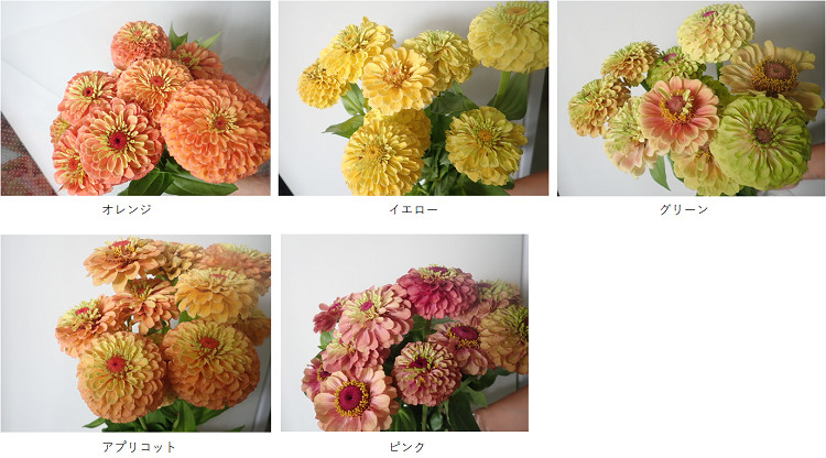 そらちの花＊通信 第72輪】中央バス岩見沢ターミナルでそらちの花を