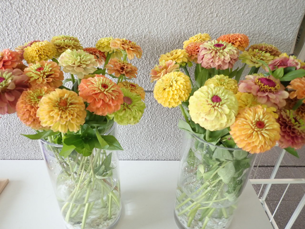 そらちの花＊通信 第72輪】中央バス岩見沢ターミナルでそらちの花を