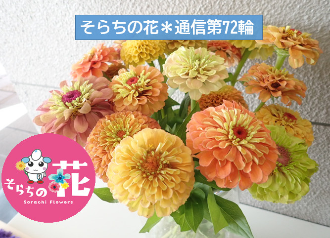 そらちの花＊通信 第72輪】中央バス岩見沢ターミナルでそらちの花を