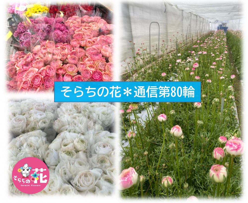 そらちの花＊通信 第80輪】そらちの花生産者紹介～北の純情倶楽部・桂