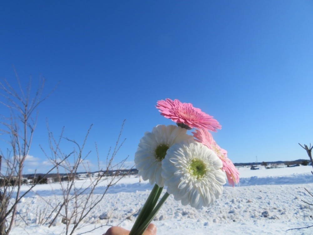 冬でもOK】「干場ファーム」でガーベラ摘み体験【花束を持ち帰ろう