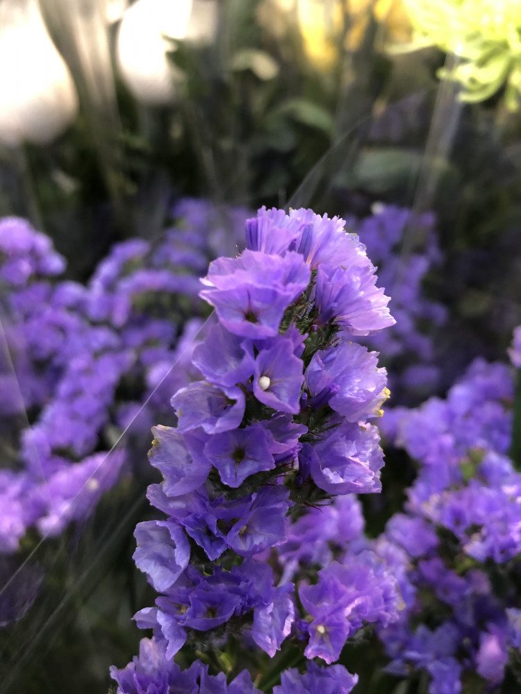 天空の花 販売額全道1位！北空知のお花の集出荷施設、スゴいんです